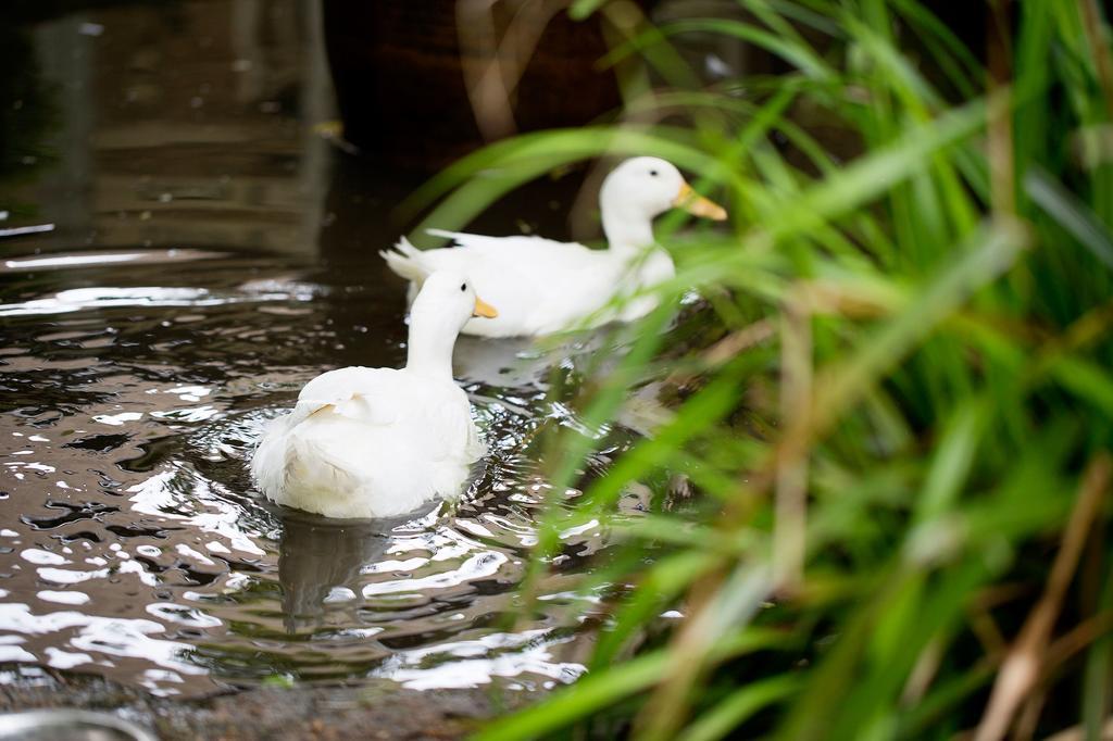 Old Swan Witney Exterior foto